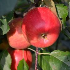 Саженец Яблоня Благая весть, пакет 7 л