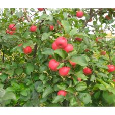 Саженец Яблоня Благая весть, пакет 7 л