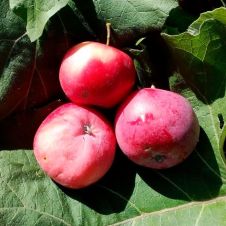 Саженец Яблоня Заветное, пакет 7 л