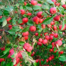 Саженец Яблоня Заветное, пакет 7 л