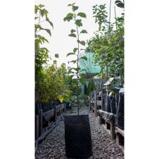 Саженец Яблоня Заветное, пакет 7 л