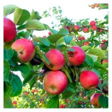 Саженец Яблоня Ковровое С7