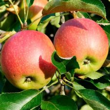 Саженец Яблоня Ковровое С7