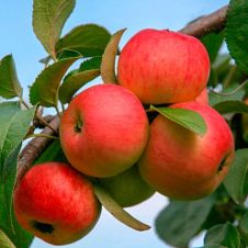 Саженец Яблоня Марина С7