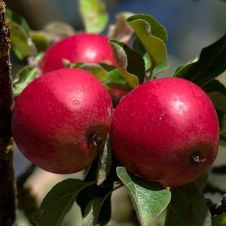 Саженец Яблоня Минусинский Синап