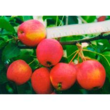 Саженец Яблоня Минусинский Синап