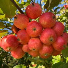 Саженец Яблоня Минусинское красное