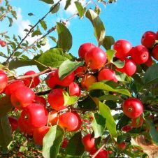 Саженец Яблоня Минусинское красное