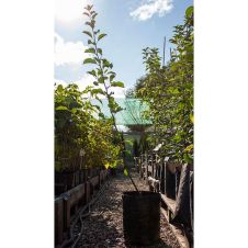 Саженец Яблоня Минусинское красное