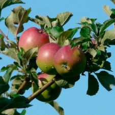 Саженец Яблоня Настенька С7