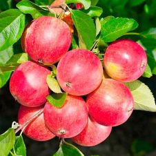 Саженец Яблоня Солнцедар