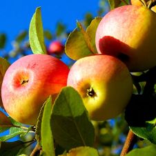 Саженец Яблоня Солнцедар