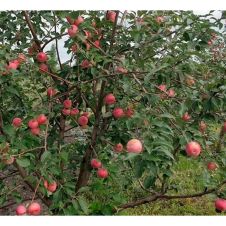 Саженец Яблоня Солнцедар