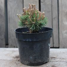 Сосна горная Mops (Мопс) С2 15-20 см