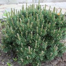 Сосна горная Mops (Мопс) С2 15-20 см
