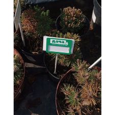 Сосна горная Mops (Мопс) С2 15-20 см