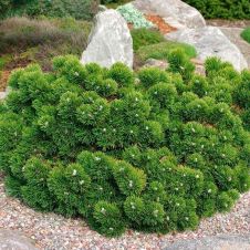 Сосна горная Якобсен (Jakobsen) С10 h30-40 см