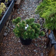 Сосна горная Якобсен (Jakobsen) С10 h30-40 см