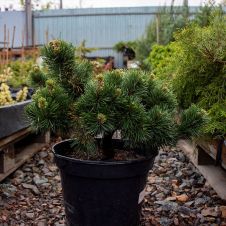 Сосна горная Якобсен (Jakobsen) С10 h30-40 см