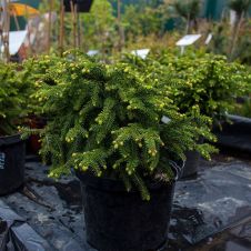Ель обыкновенная Nidiformis (Нидиформис) С4 30-40см