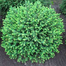 Ель сербская Карел (Karel) С7,5 30-40 см