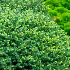 Ель сербская Карел (Karel) С7,5 30-40 см