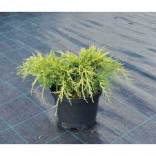 Можжевельник средний Old Gold (Олд голд) С2/3 20-35см