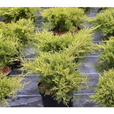 Можжевельник средний Old Gold (Олд голд) С2/3 20-35см