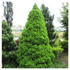 Ель канадская Conica (Коника) С3 30-50мм