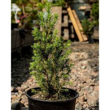 Ель канадская Conica (Коника) С3 30-50мм