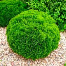 Туя западная Daniсa (Даника) C2 20-30 см