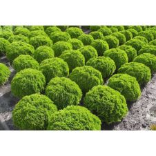 Туя западная Daniсa (Даника) C2 20-30 см