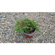 Можжевельник Green Carpet (Грин Карпет) С2 30-35см