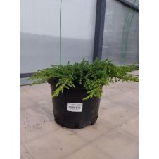 Можжевельник Green Carpet (Грин Карпет) С2 30-35см