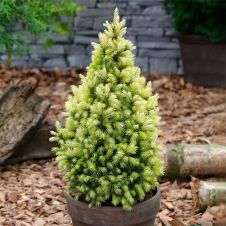 Ель Дейзи Вайт (Daisy's White) С1,5