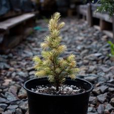 Ель Дейзи Вайт (Daisy's White) С1,5