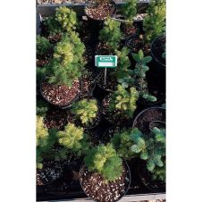 Ель Дейзи Вайт (Daisy's White) С1,5