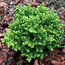 Ель Литтл Джем (Little Gem) С1,5