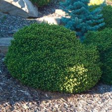 Ель Литтл Джем (Little Gem) С1,5