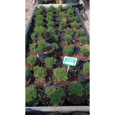 Ель Литтл Джем (Little Gem) С1,5