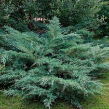 Можжевельник виргинский Хетц (Hertz) C0.75