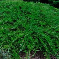 Можжевельник казацкий Рокери Джем (Rockery Gem) C0,75
