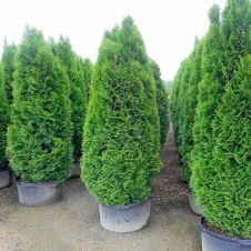 Туя западная Малониана (Malonyana) С1,5