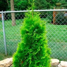 Туя западная Малониана (Malonyana) С1,5