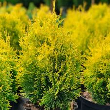 Туя западная Малониана Ауреа (Malonyana Aurea) С1,5