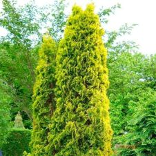 Туя западная Малониана Ауреа (Malonyana Aurea) С1,5