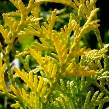 Туя западная Малониана Ауреа (Malonyana Aurea) С1,5