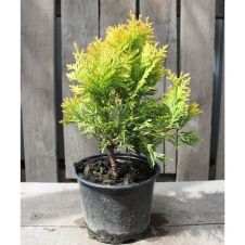 Туя западная Малониана Ауреа (Malonyana Aurea) С1,5