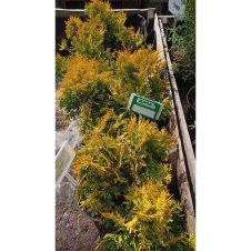 Туя западная Малониана Ауреа (Malonyana Aurea) С1,5