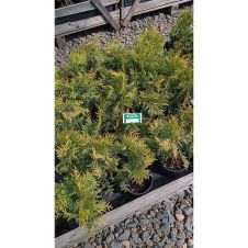 Туя западная Селена (Selena) С1,5